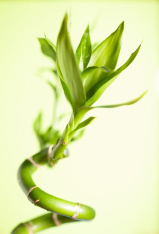 Good Feng Shui Plants For Bedroom