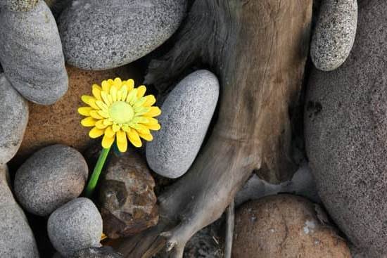 Theory Five Elements Feng Shui Color