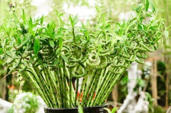Back Shu Feng Shui