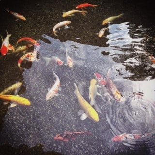 Feng Shui 2020 For Rooster Feng Shui 2020 For Rooster