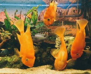 Feng Shui Dragon Painting