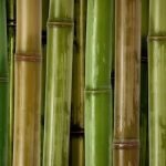 House Plants Feng Shui House Plants Feng Shui