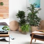 Feng Shui Paintings For Love