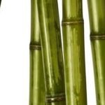 Feng Shui Designs For Wealth