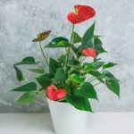 Feng Shui For Love In Hindi