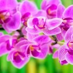 Feng Shui Health Area Of The Home Feng Shui Health Area Of The Home