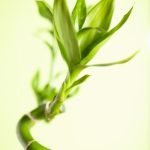 Feng Shui Health Enhancers