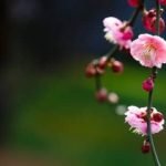 Feng Shui House Color Meanings