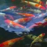 Feng Shui Rules For Wealth Feng Shui Rules For Wealth