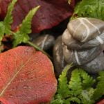Good Plants For Bedroom Feng Shui