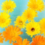 Health Feng Shui Rug Health Feng Shui Rug