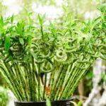 Home Feng Shui For Wealth Home Feng Shui For Wealth