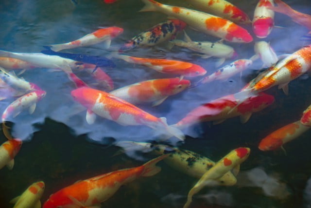 Bedroom Feng Shui Layout Optimal Bedroom Feng Shui Layout that promotes balance and harmony