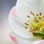 What Is Good Feng Shui in a Bedroom Optimal feng shui practices for a bedroom - creating good energy flow and harmony