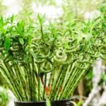 Feng Shui diagram for bedroom showcasing optimal furniture placement and energy flow for harmony and balance