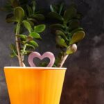 Feng Shui for Bedroom 2020 Serenity and balance: Discover 2020's ultimate Feng Shui tips for your bedroom