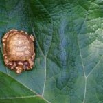 Optimize Your Bedroom Direction Feng Shui for Better Sleep