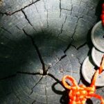 Feng Shui Colors for Northeastfacing Master Bedroom Feng Shui colors for northeast-facing master bedroom: Harmonious hues to enhance energy flow and promote relaxation