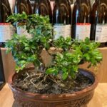 Easiest Way to Feng Shui Bedroom: Harmonize energy with proper furniture placement, calming colors, and balanced decor