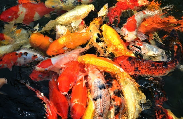 Feng Shui Decorations for Bedroom 1 Harmonious FENG SHUI DECORATIONS FOR BEDROOM create balance and positive energy