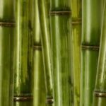 Feng Shui House Direction South Feng Shui House Direction South: Positive Energy Flow and Harmony in Home Design