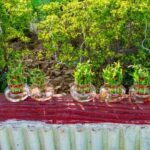 Feng Shui Tips for House Facing South West Enhance energy flow with feng shui tips for a house facing southwest