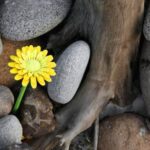 Balancing energy in my office cubicle with Feng Shui principles for productivity and harmony