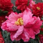 Where to Place Plants in Office Feng Shui - Optimal Office Feng Shui: Strategic Placement of Plants for Positive Energy Flow