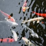 Feng Shui Home Office Mirror Feng Shui home office mirror: Enhance positive energy and productivity with a strategically placed mirror