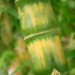 Optimize Your Bedroom Feng Shui in 2021 for Positive Energy and Sleep Quality