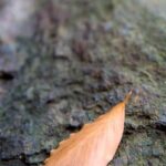 What Colors Are Good for a Bedroom Feng Shui: Create a Serene Atmosphere with Calming Blue Tones