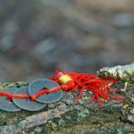 Feng Shui Bedroom Art for Sale Feng shui bedroom art for sale: Harmonious canvas prints for positive energy and tranquility