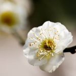 Bedroom Layout Ideas Feng Shui Harmonious bedroom layout ideas following Feng Shui principles for a peaceful and balanced space