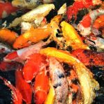 Feng Shui Fish Tank in Bedroom: Enhance positive energy with a well-placed aquarium for good fortune and relaxation