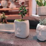 Enhance bedroom energy with FENG SHUI PLANT BEDROOM for positive vibes and better sleep