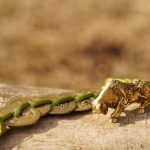 Feng Shui Bedroom for Water Element Tranquil feng shui bedroom with water element decor for peace and serenity
