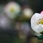 balance, flow, prosperity - key principles for positive living