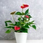 Feng Shui 2016 House Decoration feng shui 2016 house decoration