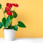 House Bagua Feng Shui Optimize your house bagua feng shui with these simple tips