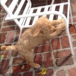 Enhance energy flow with feng shui in northwest corner of house for positive vibrations