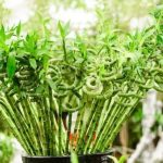 Red Wall Bedroom Feng Shui Vibrant red wall bedroom - feng shui decor for positivity and harmony