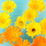 Best Feng Shui Plants Bedroom Enhance bedroom energy with best feng shui plants like Bamboo or Peace Lily