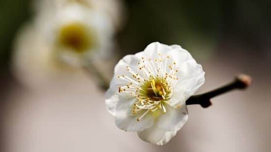 How to Feng Shui Your Bedroom 1 Transform your bedroom with Feng Shui tips to create a peaceful atmosphere. How to Feng Shui your bedroom