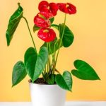 Feng Shui and Colors in Bedroom Choose soothing colors based on Feng Shui principles