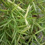 serene blues, calming greens, and harmonious earth tones